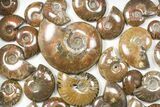 Lot: kg Iridescent, Red Flash Ammonites (-) - Pieces #82475-2